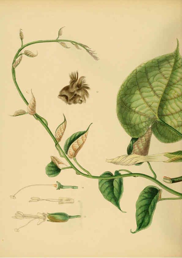 Reproducción/Reproduction 6430655133: A hand-book to the flora of Ceylon. atlas. London :Dulau,1893-1931