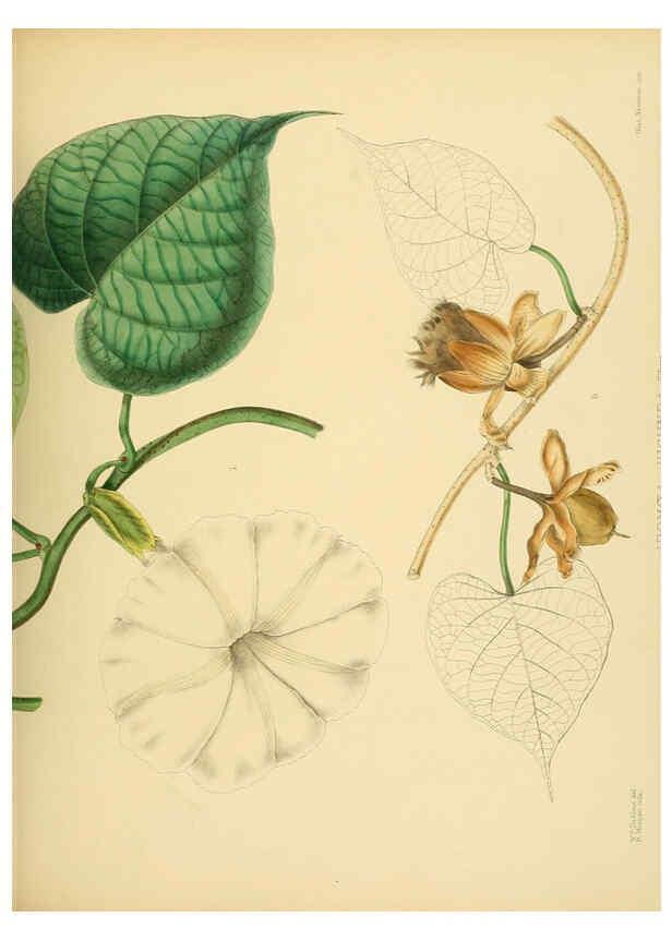 Reproducción/Reproduction 6430655441: A hand-book to the flora of Ceylon. atlas. London :Dulau,1893-1931