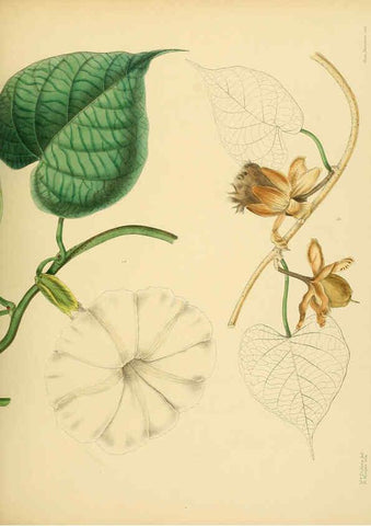 Reproducción/Reproduction 6430655441: A hand-book to the flora of Ceylon. atlas. London :Dulau,1893-1931