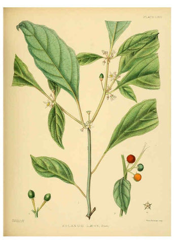 Reproducción/Reproduction 6430655789: A hand-book to the flora of Ceylon. atlas. London :Dulau,1893-1931