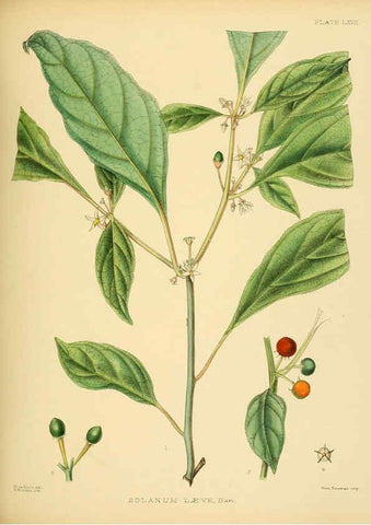 Reproducción/Reproduction 6430655789: A hand-book to the flora of Ceylon. atlas. London :Dulau,1893-1931