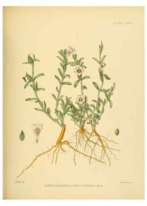 Reproducción/Reproduction 6430656063: A hand-book to the flora of Ceylon. atlas. London :Dulau,1893-1931