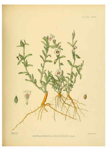 Reproducción/Reproduction 6430656063: A hand-book to the flora of Ceylon. atlas. London :Dulau,1893-1931