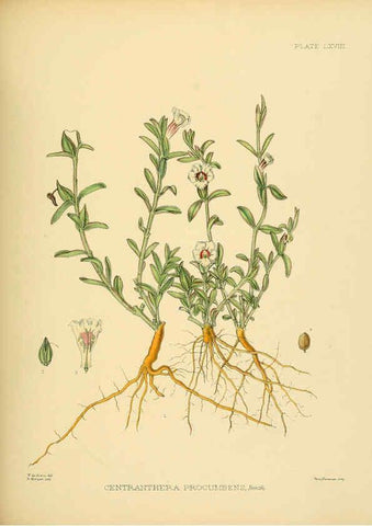 Reproducción/Reproduction 6430656063: A hand-book to the flora of Ceylon. atlas. London :Dulau,1893-1931