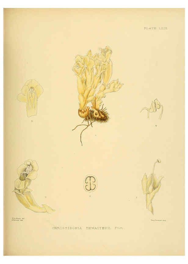 Reproducción/Reproduction 6430656485: A hand-book to the flora of Ceylon. atlas. London :Dulau,1893-1931
