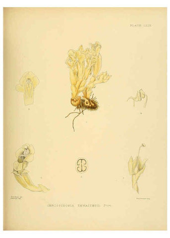 Reproducción/Reproduction 6430656485: A hand-book to the flora of Ceylon. atlas. London :Dulau,1893-1931