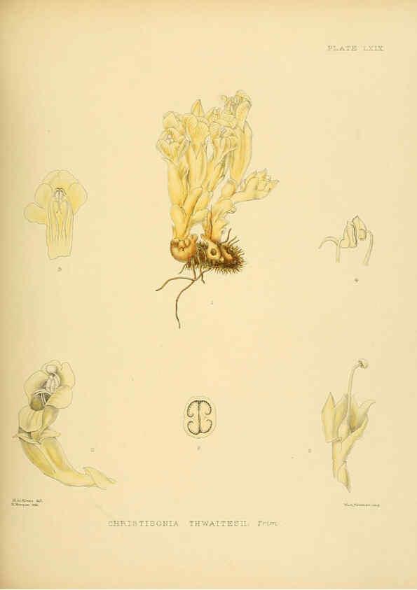 Reproducción/Reproduction 6430656485: A hand-book to the flora of Ceylon. atlas. London :Dulau,1893-1931