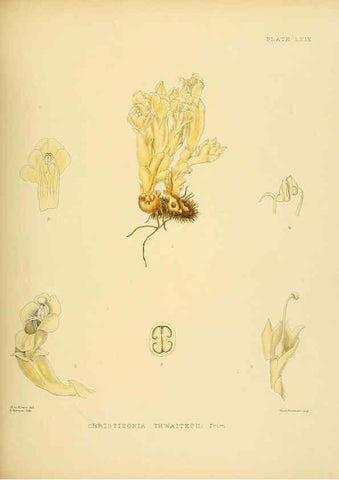 Reproducción/Reproduction 6430656485: A hand-book to the flora of Ceylon. atlas. London :Dulau,1893-1931