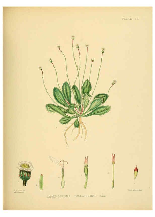 Reproducción/Reproduction 6430651385: A hand-book to the flora of Ceylon. atlas. London :Dulau,1893-1931