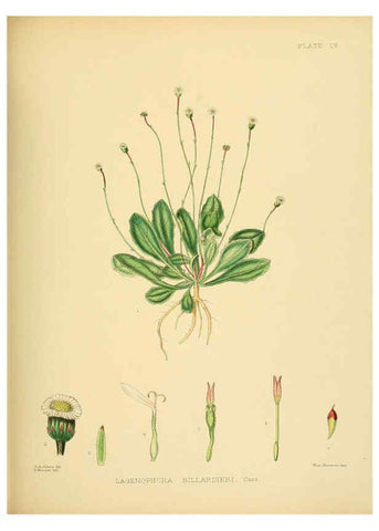 Reproducción/Reproduction 6430651385: A hand-book to the flora of Ceylon. atlas. London :Dulau,1893-1931
