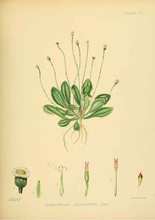 Reproducción/Reproduction 6430651385: A hand-book to the flora of Ceylon. atlas. London :Dulau,1893-1931