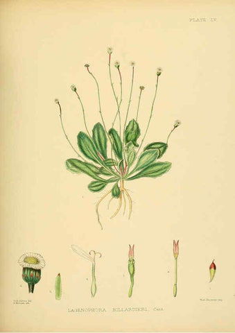 Reproducción/Reproduction 6430651385: A hand-book to the flora of Ceylon. atlas. London :Dulau,1893-1931