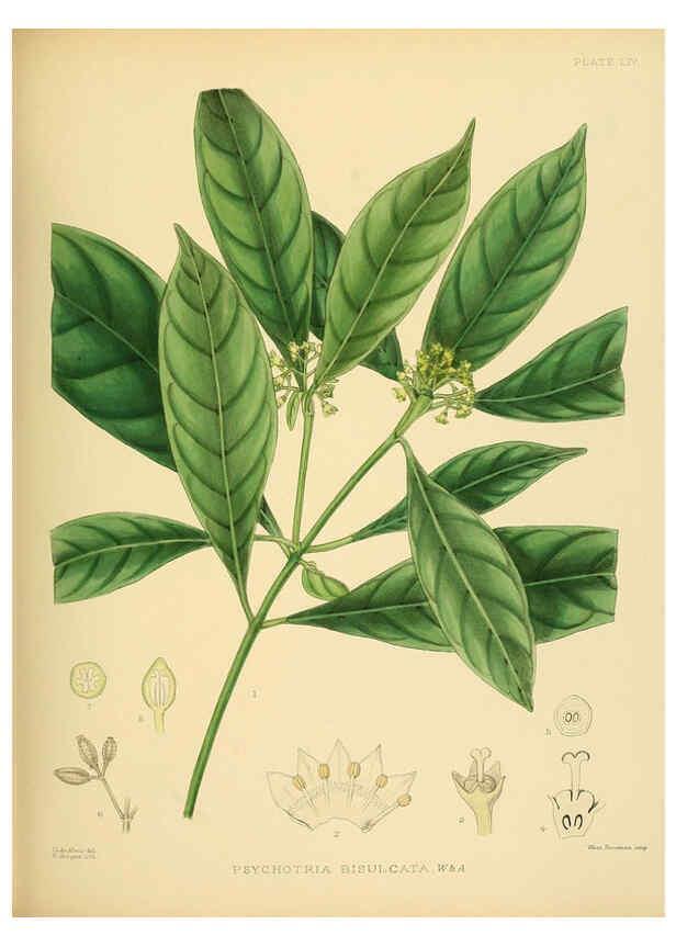 Reproducción/Reproduction 6430651067: A hand-book to the flora of Ceylon. atlas. London :Dulau,1893-1931