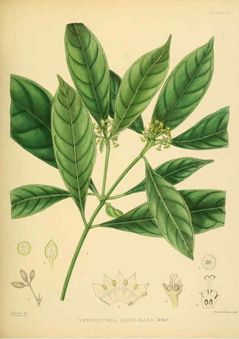 Reproducción/Reproduction 6430651067: A hand-book to the flora of Ceylon. atlas. London :Dulau,1893-1931