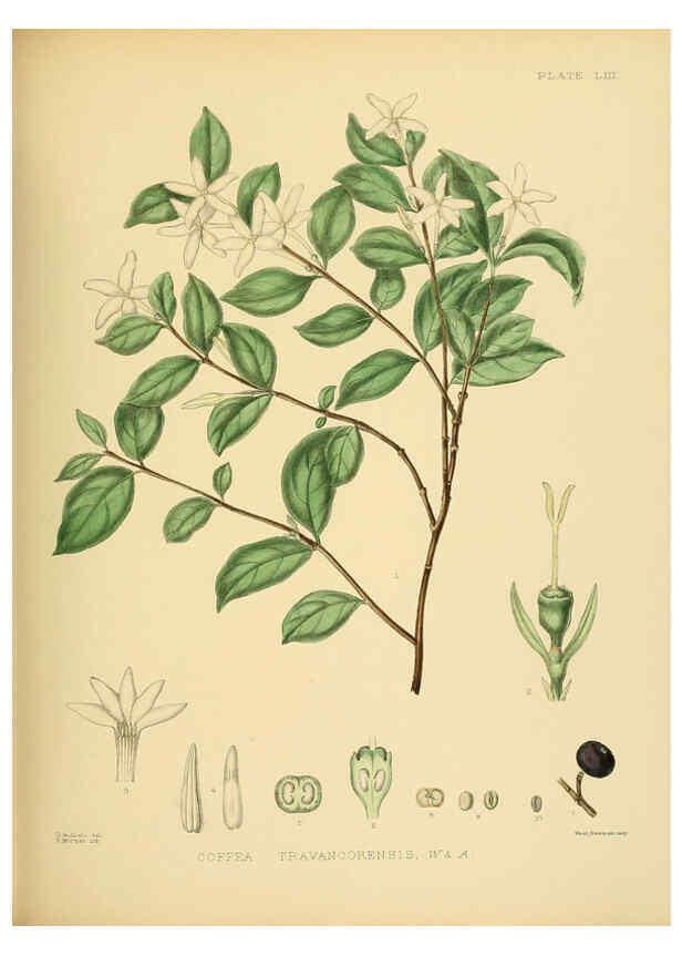 Reproducción/Reproduction 6430650635: A hand-book to the flora of Ceylon. atlas. London :Dulau,1893-1931