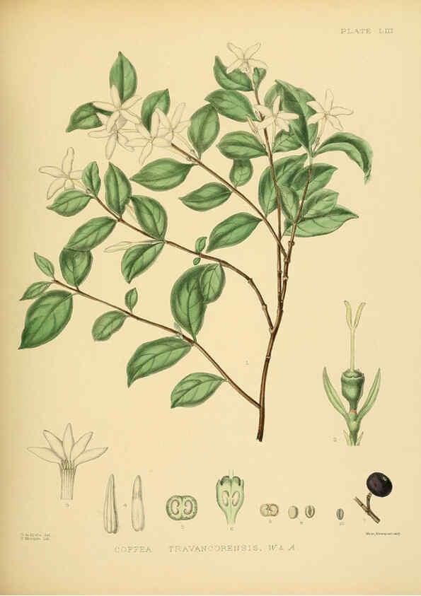 Reproducción/Reproduction 6430650635: A hand-book to the flora of Ceylon. atlas. London :Dulau,1893-1931