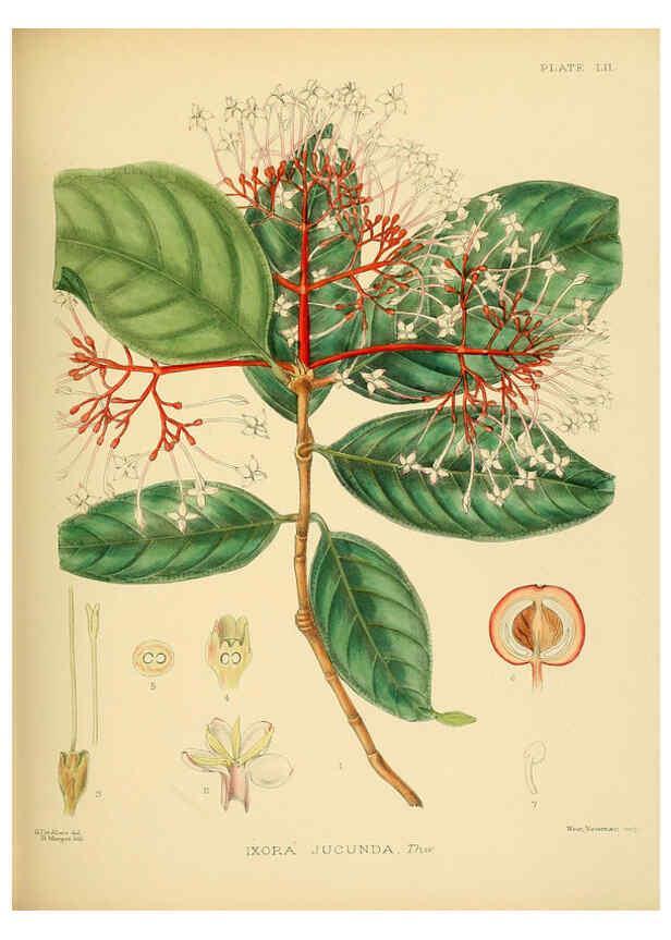 Reproducción/Reproduction 6430650151: A hand-book to the flora of Ceylon. atlas. London :Dulau,1893-1931