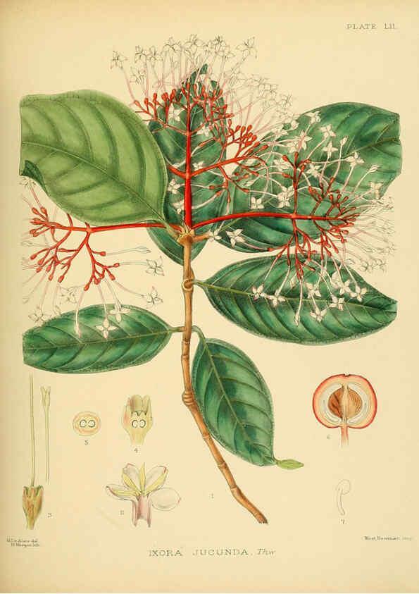 Reproducción/Reproduction 6430650151: A hand-book to the flora of Ceylon. atlas. London :Dulau,1893-1931