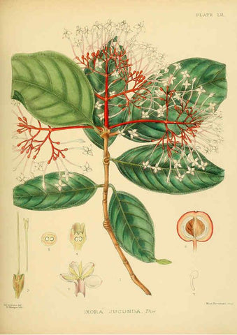 Reproducción/Reproduction 6430650151: A hand-book to the flora of Ceylon. atlas. London :Dulau,1893-1931
