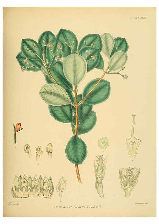 Reproducción/Reproduction 6430644747: A hand-book to the flora of Ceylon. atlas. London :Dulau,1893-1931