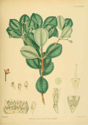 Reproducción/Reproduction 6430644747: A hand-book to the flora of Ceylon. atlas. London :Dulau,1893-1931