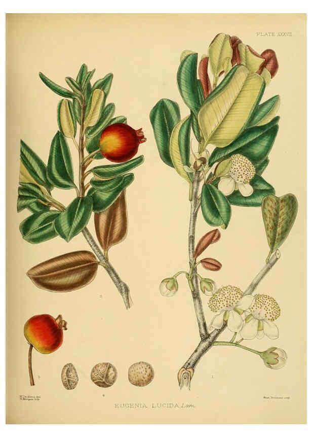Reproducción/Reproduction 6430645123: A hand-book to the flora of Ceylon. atlas. London :Dulau,1893-1931