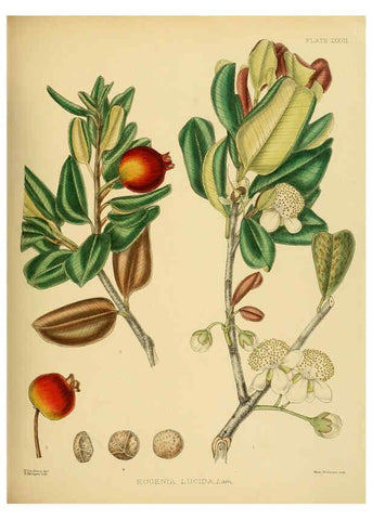 Reproducción/Reproduction 6430645123: A hand-book to the flora of Ceylon. atlas. London :Dulau,1893-1931