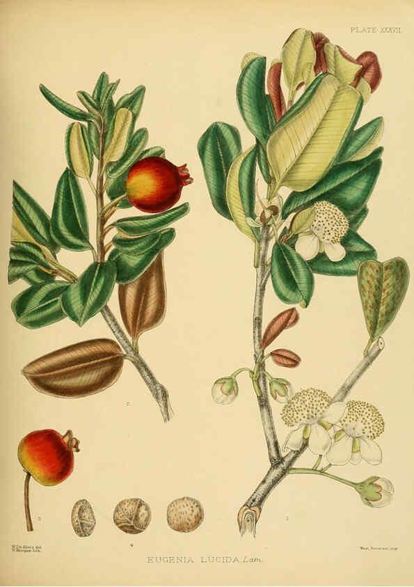 Reproducción/Reproduction 6430645123: A hand-book to the flora of Ceylon. atlas. London :Dulau,1893-1931