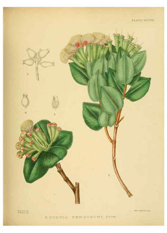Reproducción/Reproduction 6430645443: A hand-book to the flora of Ceylon. atlas. London :Dulau,1893-1931
