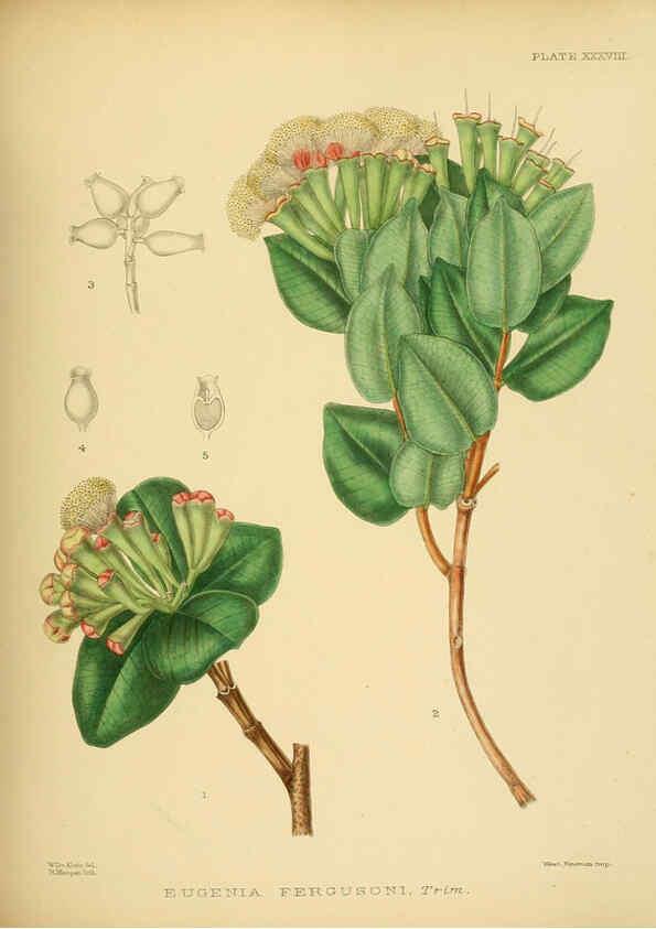 Reproducción/Reproduction 6430645443: A hand-book to the flora of Ceylon. atlas. London :Dulau,1893-1931