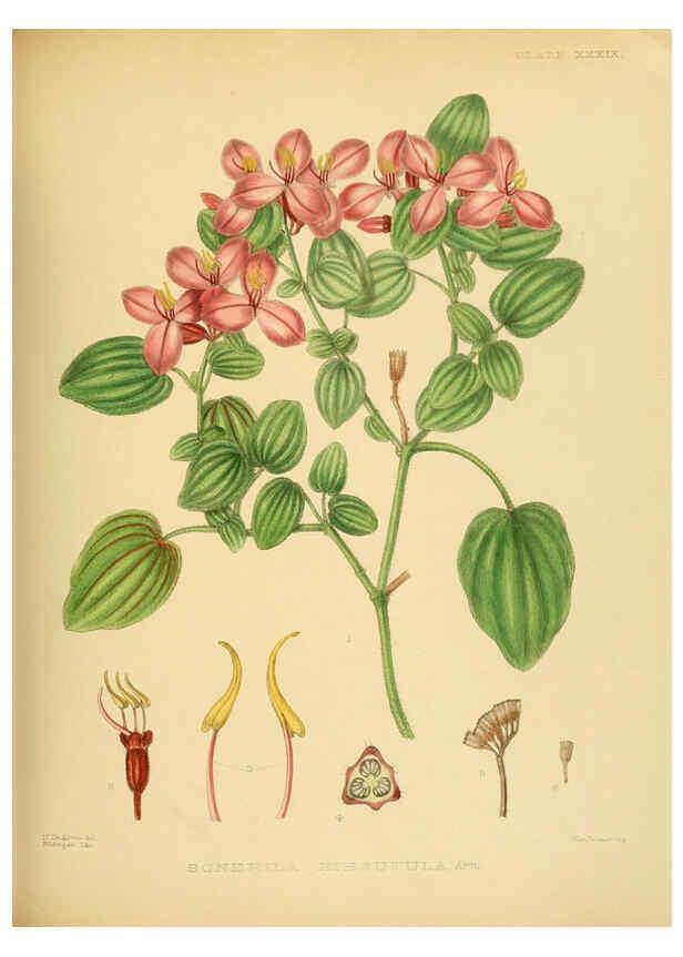 Reproducción/Reproduction 6430645897: A hand-book to the flora of Ceylon. atlas. London :Dulau,1893-1931