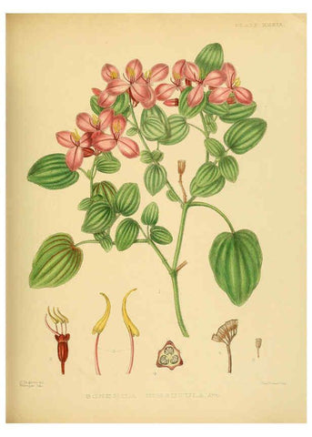 Reproducción/Reproduction 6430645897: A hand-book to the flora of Ceylon. atlas. London :Dulau,1893-1931
