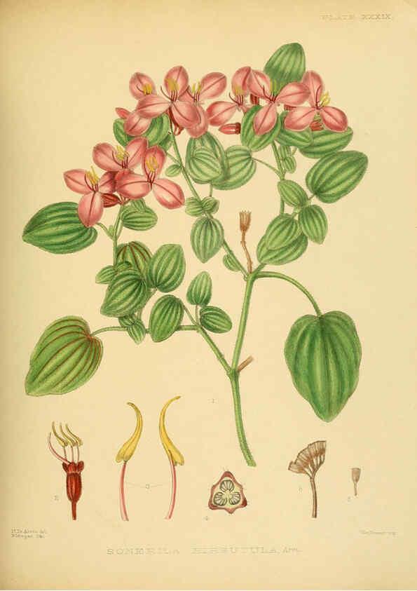 Reproducción/Reproduction 6430645897: A hand-book to the flora of Ceylon. atlas. London :Dulau,1893-1931