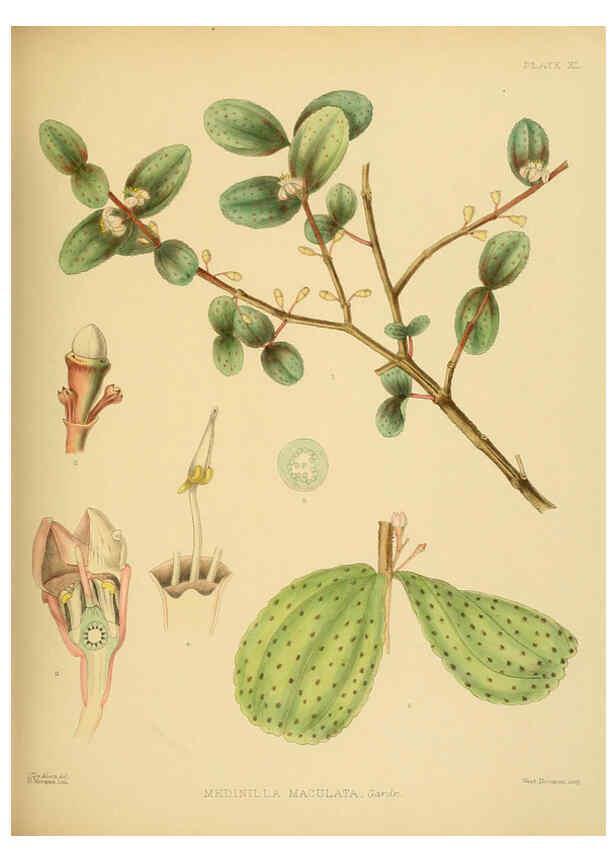 Reproducción/Reproduction 6430646217: A hand-book to the flora of Ceylon. atlas. London :Dulau,1893-1931