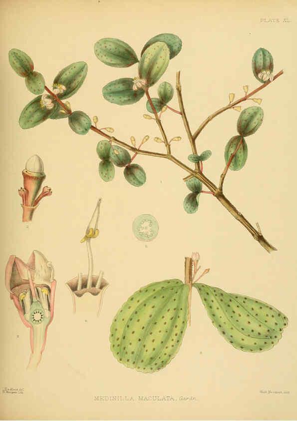 Reproducción/Reproduction 6430646217: A hand-book to the flora of Ceylon. atlas. London :Dulau,1893-1931