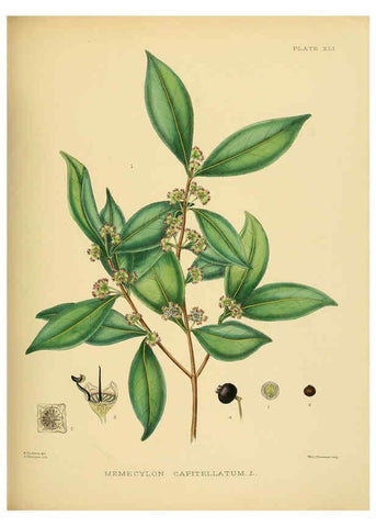 Reproducción/Reproduction 6430646553: A hand-book to the flora of Ceylon. atlas. London :Dulau,1893-1931