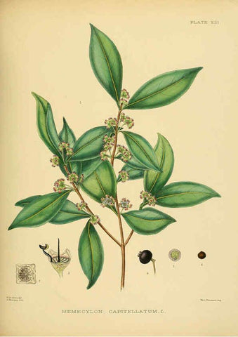 Reproducción/Reproduction 6430646553: A hand-book to the flora of Ceylon. atlas. London :Dulau,1893-1931