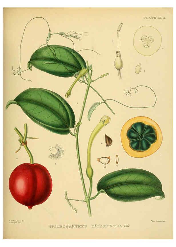 Reproducción/Reproduction 6430646893: A hand-book to the flora of Ceylon. atlas. London :Dulau,1893-1931