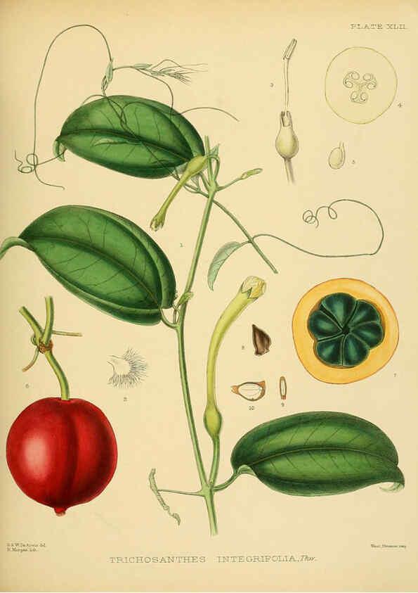 Reproducción/Reproduction 6430646893: A hand-book to the flora of Ceylon. atlas. London :Dulau,1893-1931