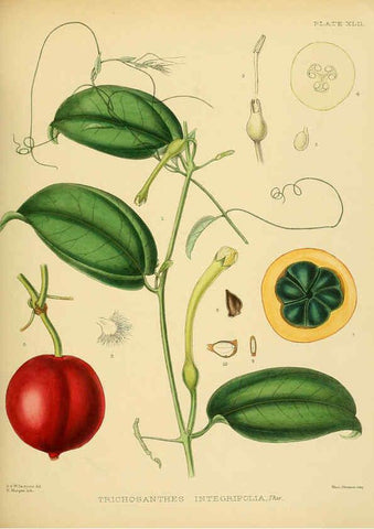 Reproducción/Reproduction 6430646893: A hand-book to the flora of Ceylon. atlas. London :Dulau,1893-1931