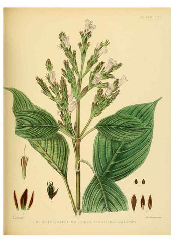 Reproducción/Reproduction 6430656805: A hand-book to the flora of Ceylon. atlas. London :Dulau,1893-1931