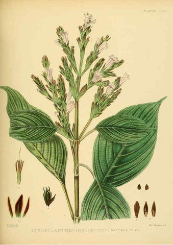 Reproducción/Reproduction 6430656805: A hand-book to the flora of Ceylon. atlas. London :Dulau,1893-1931