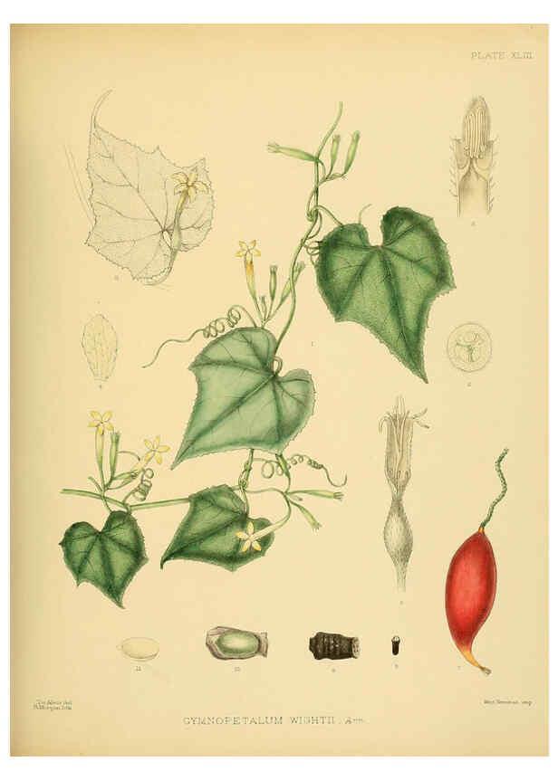 Reproducción/Reproduction 6430647219: A hand-book to the flora of Ceylon. atlas. London :Dulau,1893-1931