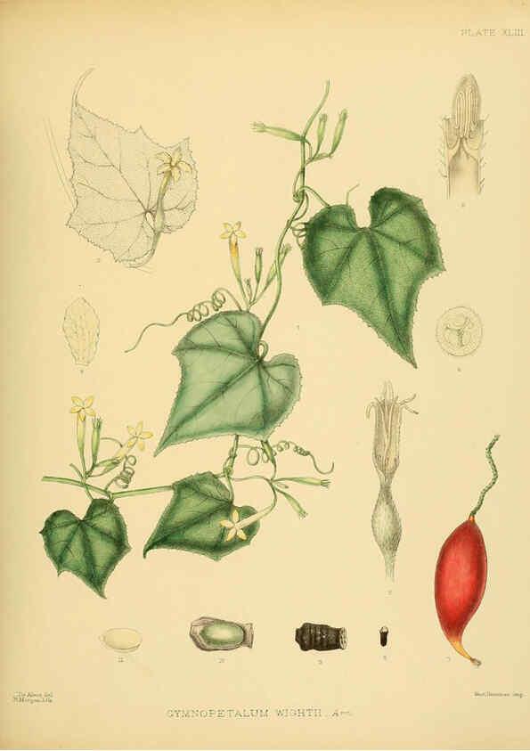 Reproducción/Reproduction 6430647219: A hand-book to the flora of Ceylon. atlas. London :Dulau,1893-1931