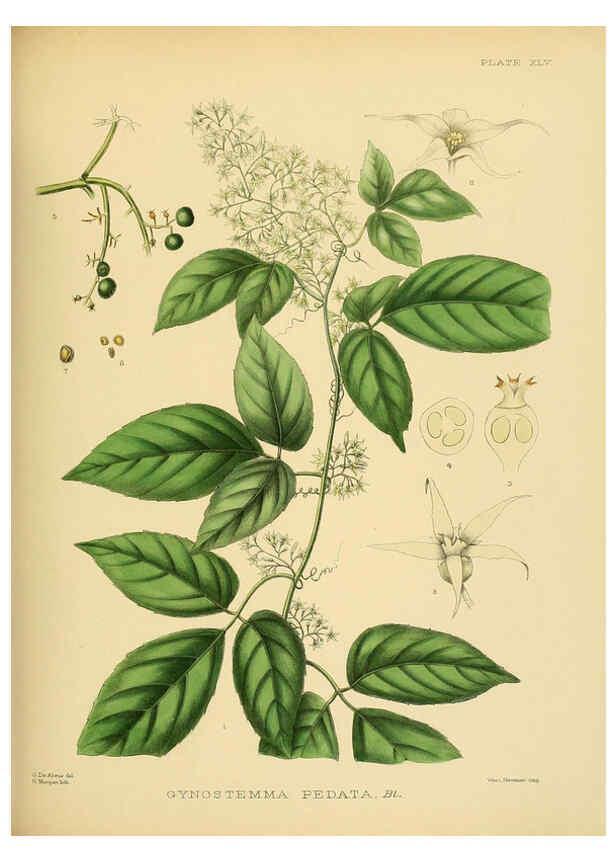 Reproducción/Reproduction 6430647805: A hand-book to the flora of Ceylon. atlas. London :Dulau,1893-1931