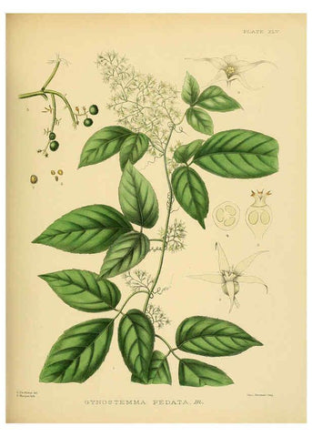 Reproducción/Reproduction 6430647805: A hand-book to the flora of Ceylon. atlas. London :Dulau,1893-1931