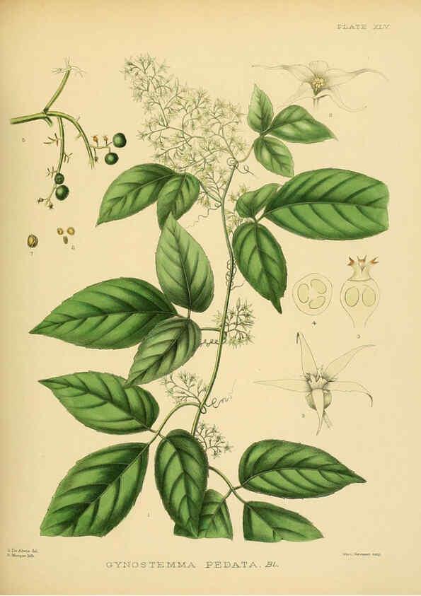 Reproducción/Reproduction 6430647805: A hand-book to the flora of Ceylon. atlas. London :Dulau,1893-1931