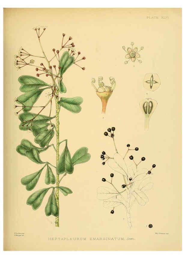 Reproducción/Reproduction 6430648117: A hand-book to the flora of Ceylon. atlas. London :Dulau,1893-1931