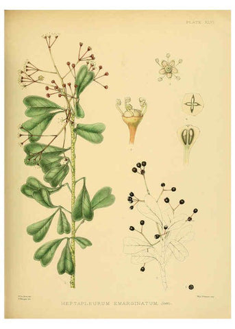 Reproducción/Reproduction 6430648117: A hand-book to the flora of Ceylon. atlas. London :Dulau,1893-1931