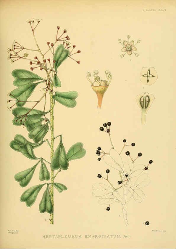 Reproducción/Reproduction 6430648117: A hand-book to the flora of Ceylon. atlas. London :Dulau,1893-1931